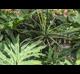 Thaumatophyllum bipinnatifidum